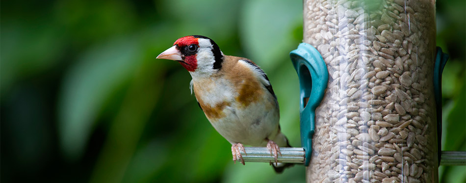 Bird sitting on a bird feeder