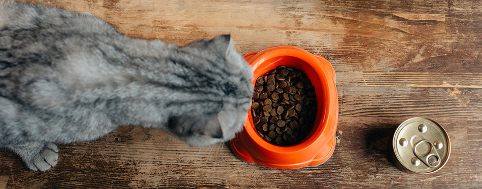 scottish fold cat near bowl with pet food on floor