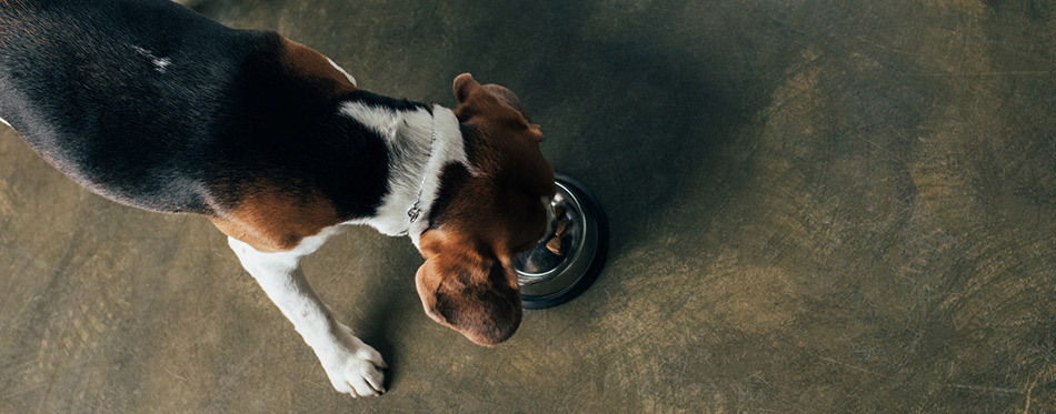Beagle dog eating from a metal bowl