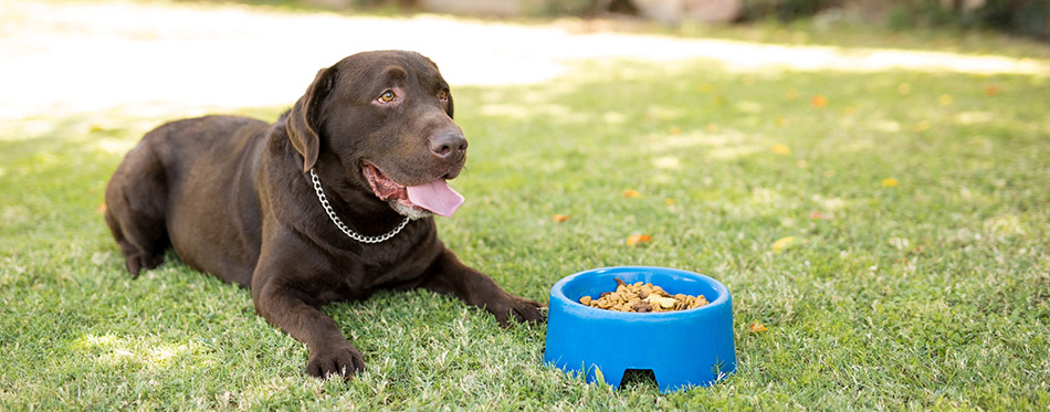 Labrador sitting near food bowl