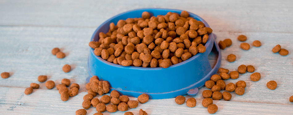 Dry cat food in blue bowl