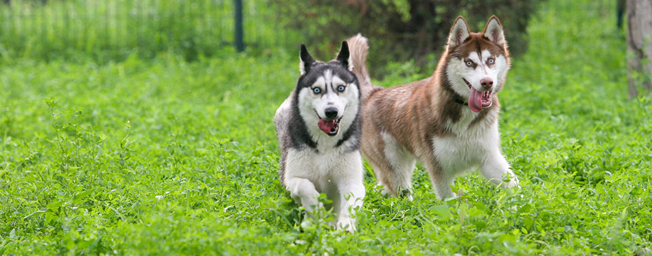 Siberian husky dogs playing on the grass