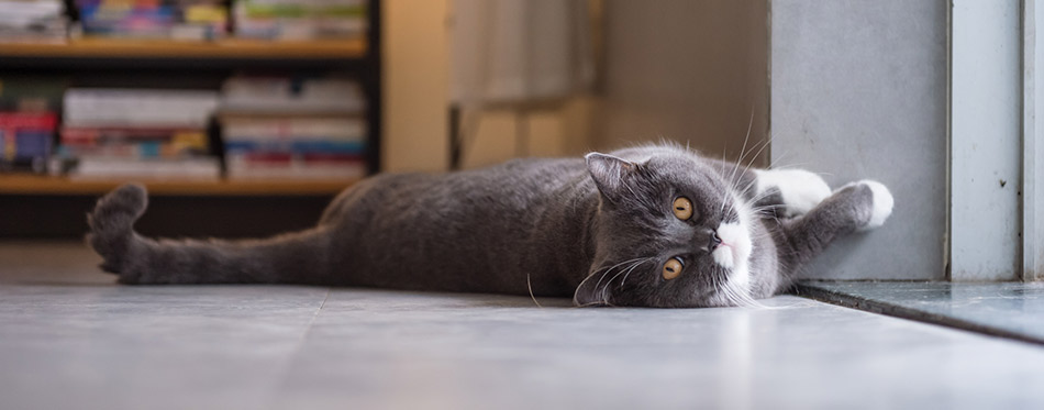 British cat lying on the floor