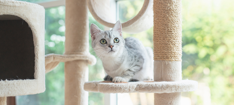 Cute American short hair cat sitting on cat tower