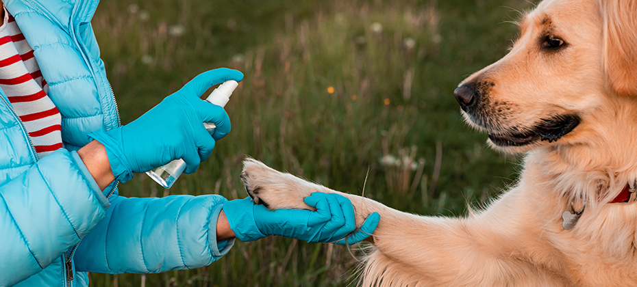 Female woman in medical protected face mask disinfects dogs paws with a sanitizer. Golden retriever dog looking at camera in the park
