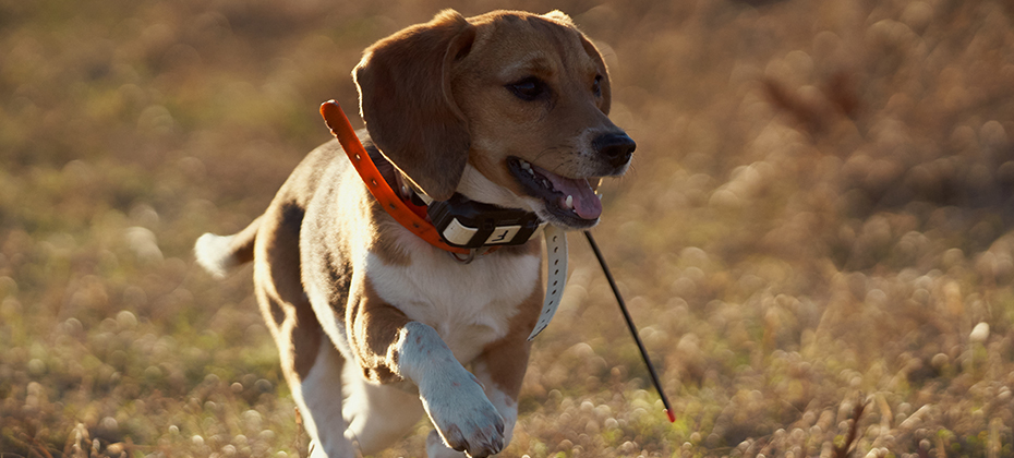 Hunting Beagle with GPS Collar
