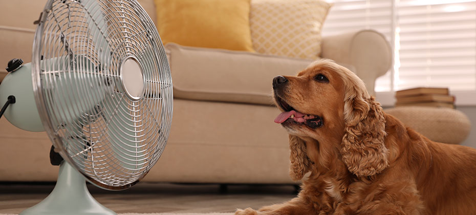 Red English Cocker Spaniel is lying in front of the fan on the living room floor.