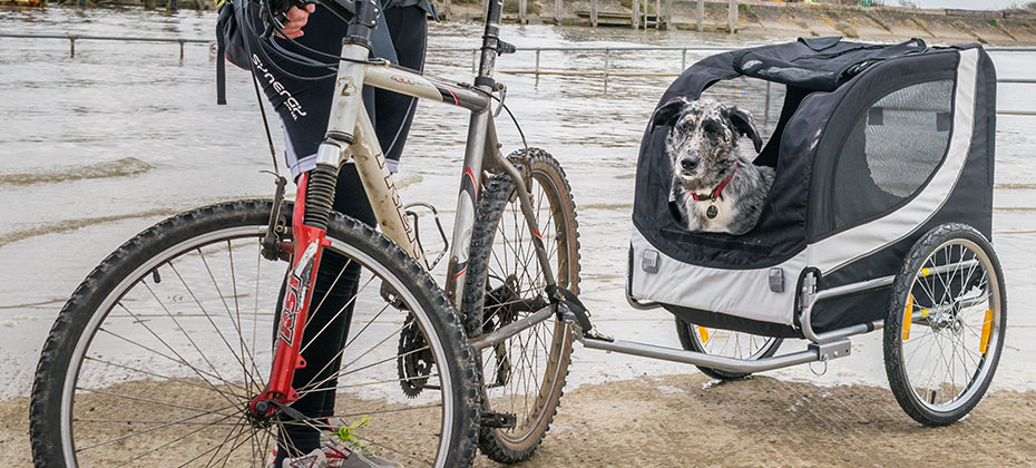 dog in carrier trailer by River Rother estuary