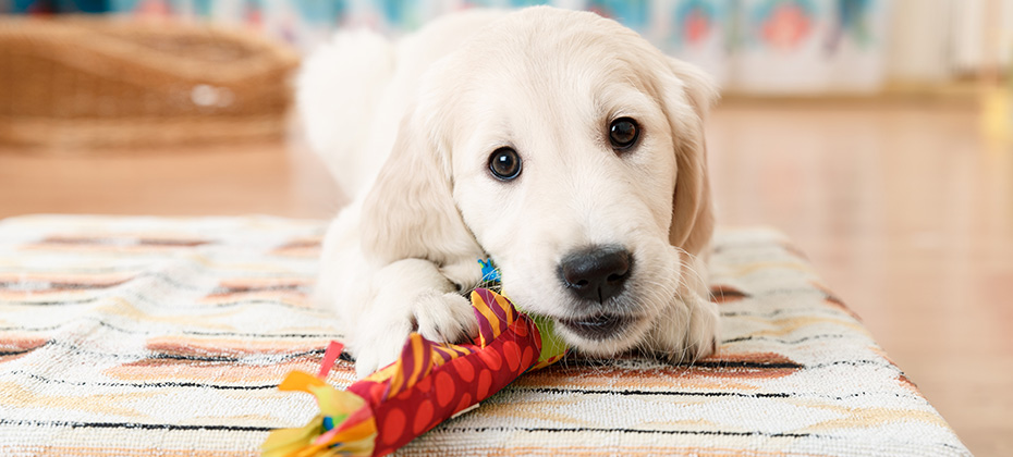 labrador retriever puppy playing with toy at room