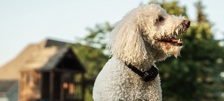 A dog wearing a bark collar in a backyard
