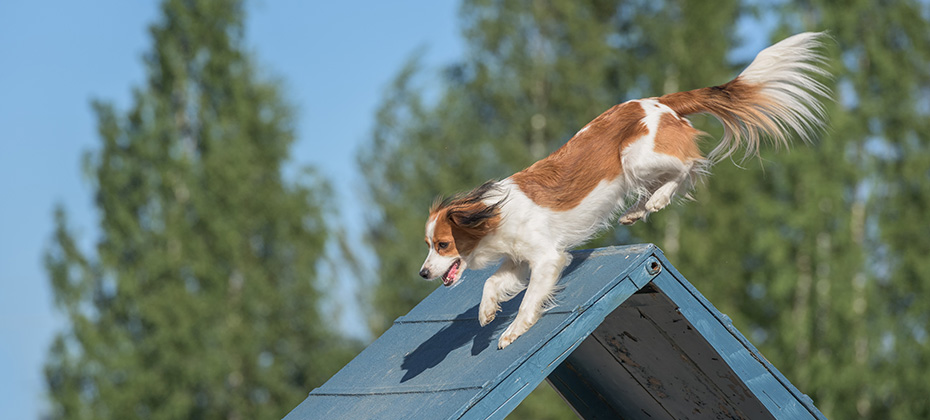 A fluffy adorable brown Kooikerhondje dog training and running down the wooden ramp