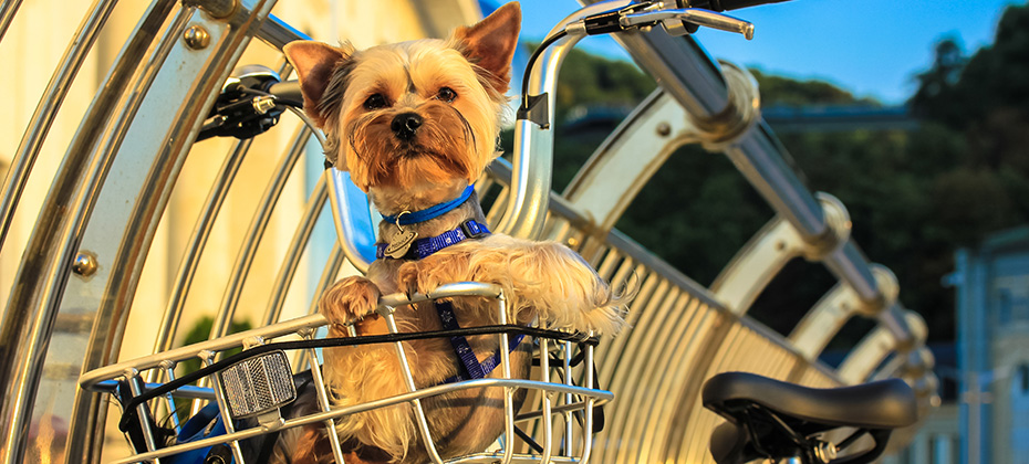 A little cute dog traveling in a bicycle basket at sunny summer day
