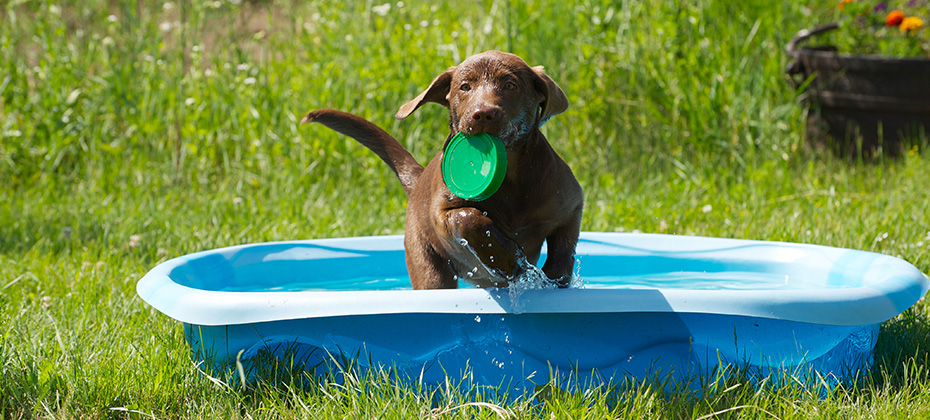 Chocolate lab puppy playing in her pool in the country on a hot summer day