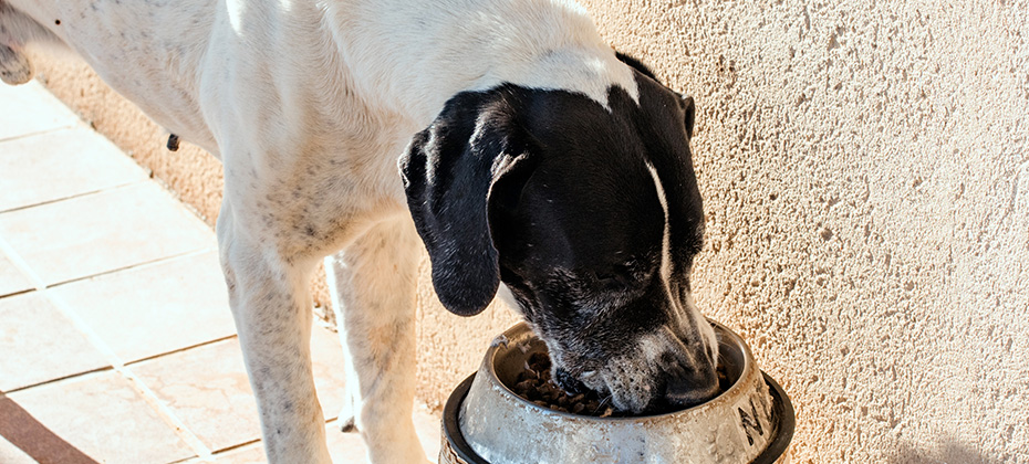 Close-up of a beautiful great dane dog eating dog food from his dog feeder bowl