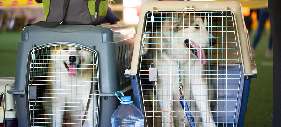 Dog carriers for air travel Husky dogs sit in cages waiting for the plane