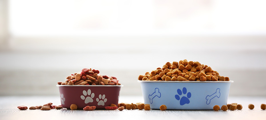 Dog food in bowls on table