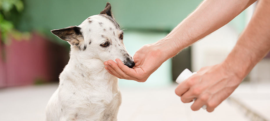 Man's hand giving cute small black and white dog medicine
