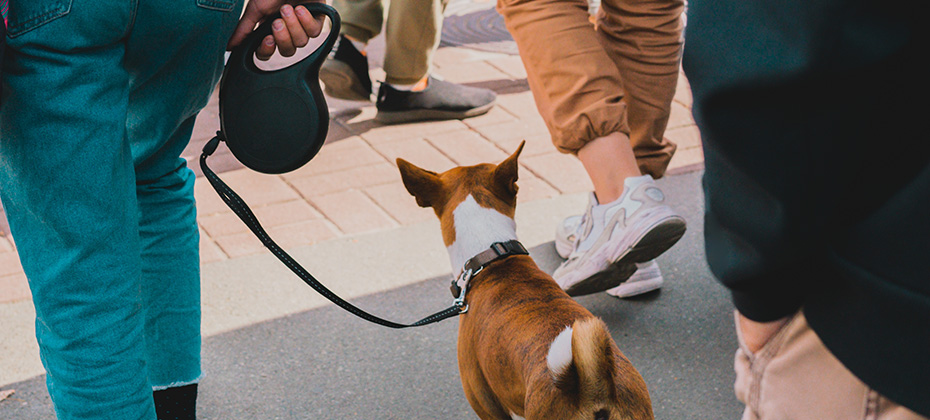 Woman walks in crowd with a dog on a retractable leash