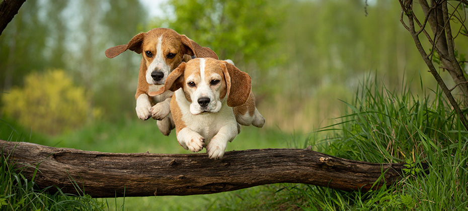 two dogs jumping togetherBEAGLE OUTDOOR in summer