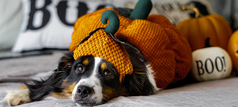 A Miniature Australian Shepard tri colored dog in a adorable pumpkin costume for Halloween