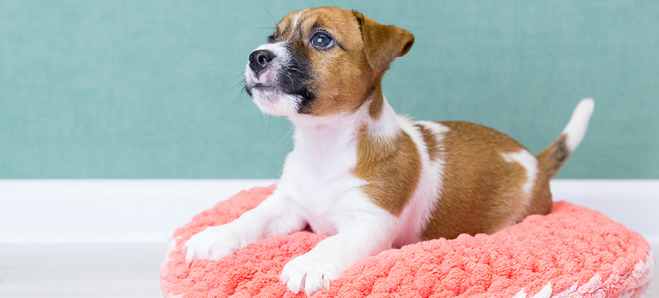 A cute Jack Russell Terrier puppy lies on a pink knitted plush donut on a green background. 