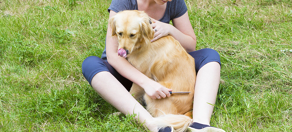 Attractive girl scratching retriever dog with comb outdoors