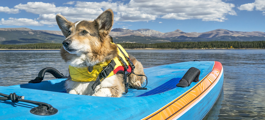 Corgi dog in a life jacket on a stand up paddling board ready for paddling on Turquoise Lake in Colorado