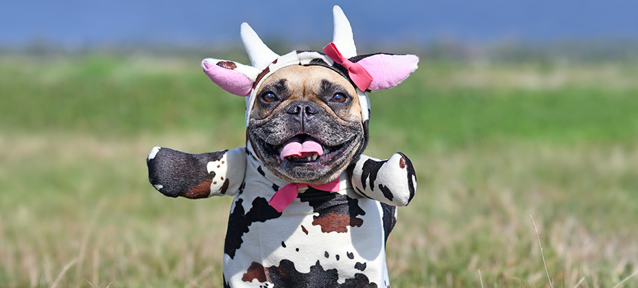Cute happy French Bulldog dog wearing a funny full body Halloween cow costume with fake arms, horns, ears and ribbon