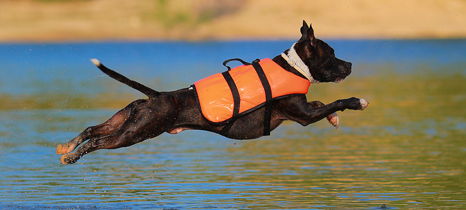 Dog diving with life jacket
