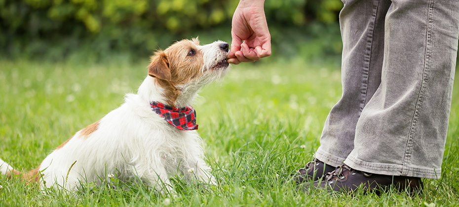 Trainer teaching a cute smart jack russell terrier puppy dog to sit in the grass and giving treats
