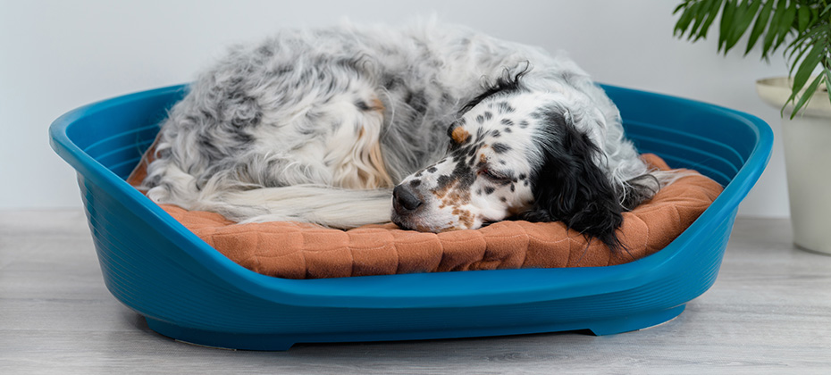 plastic dog bed dog sleeping at home
