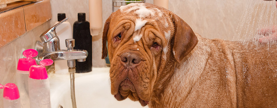 what is a good dog shampoo for dandruff