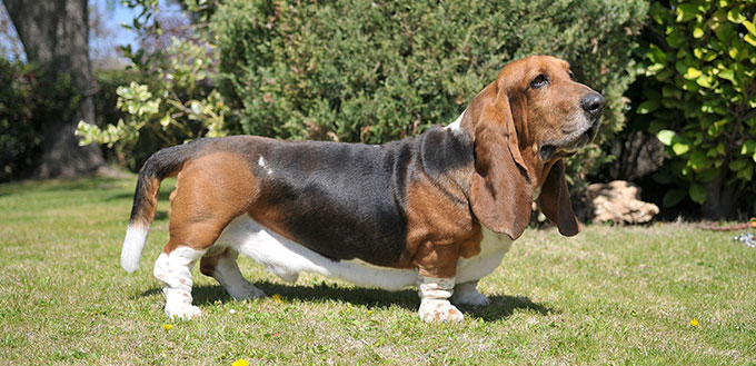 are basset hounds good farm dogs