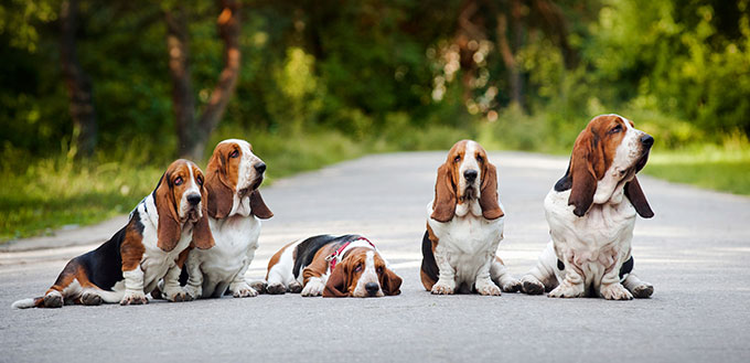 are basset hounds good farm dogs