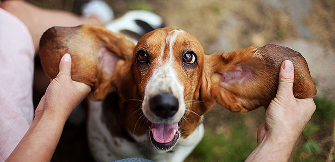 are basset hounds good farm dogs