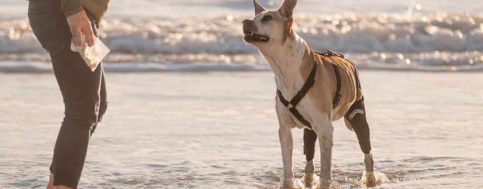 dog in knee brace