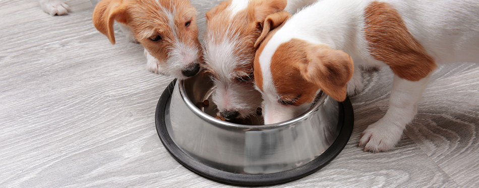 Cute funny dogs eating dry food at home