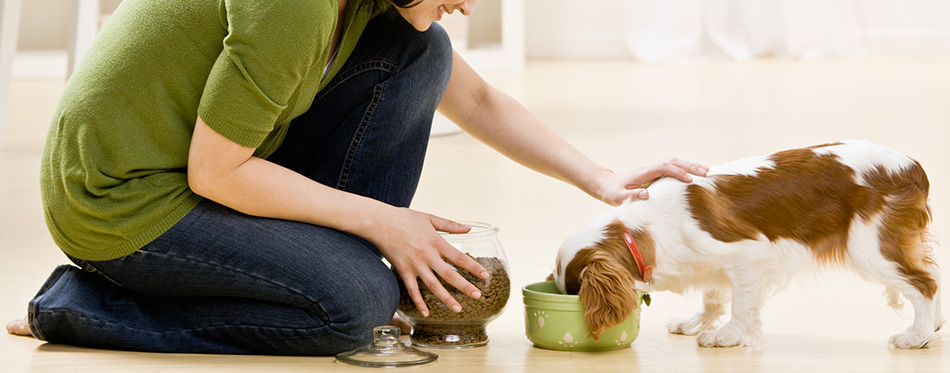 woman feeding puppy