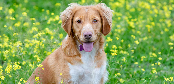 Border Collie Mixes Unbelievably Charming Collie Cross Breeds