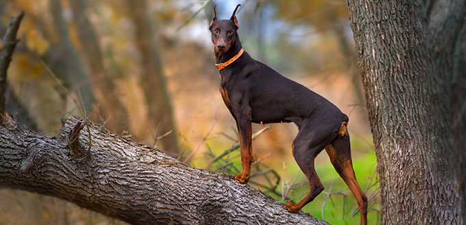 are dobermans sensitive to cold