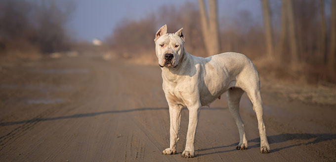 are gull dong the most intelligent dogs