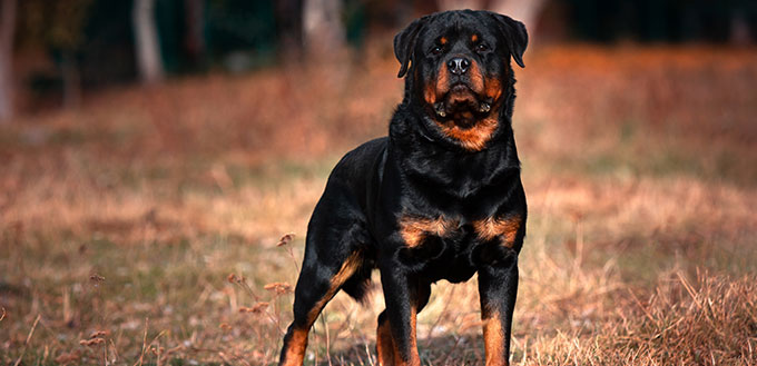 are rottweilers affectionate dogs