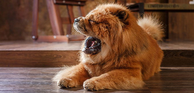 why does chow chow have blue tongue