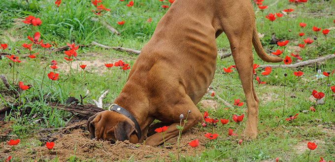 why do dogs bury toys