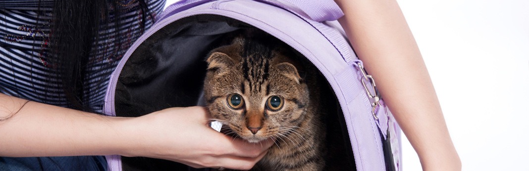 10 Best Cat Carriers In 2018 | Review