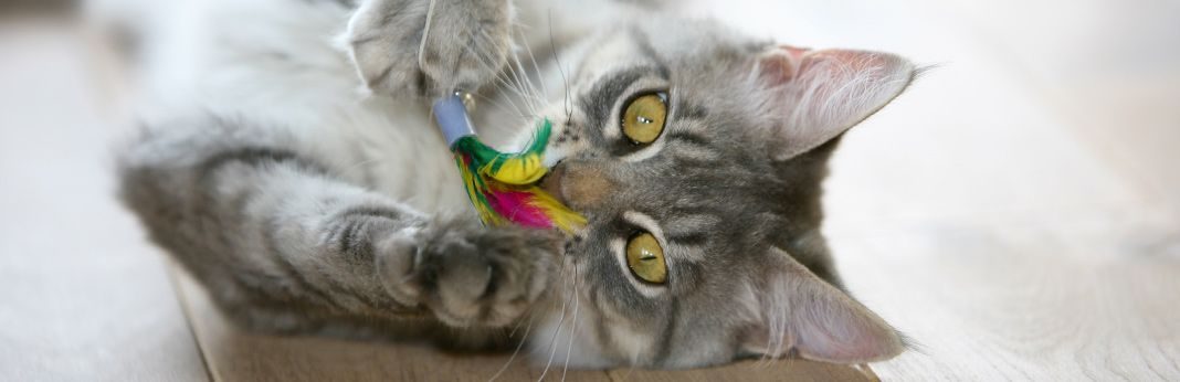 top rated cat toys 2018