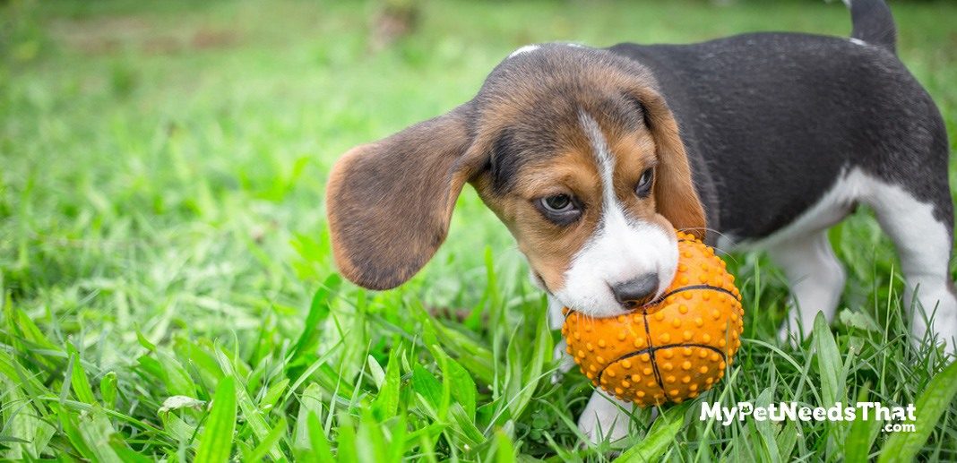 best calming toys for puppies