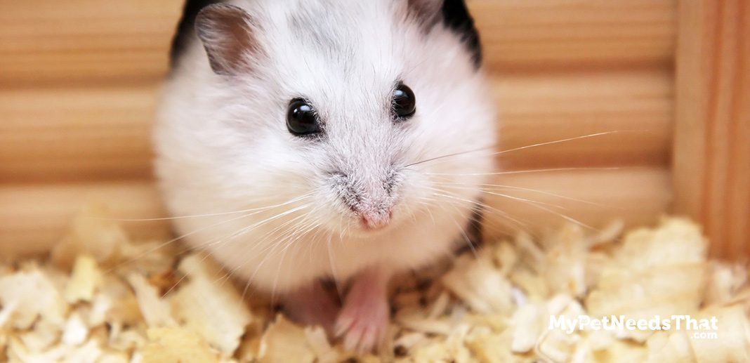 How Much Do Hamsters Cost?