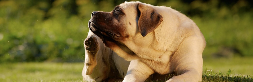Atopica for Dogs: Uses, Benefits, and 