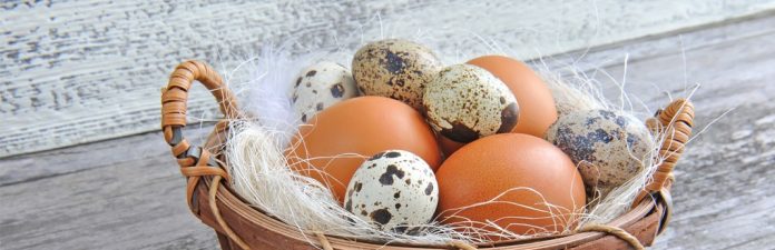 Can Dogs Eat Eggs? (Nutritional Guide) | My Pet Needs That